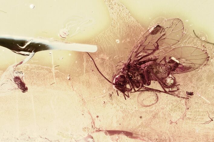 Detailed Fossil Parasitic Wasp and Barklouse in Baltic Amber #325437